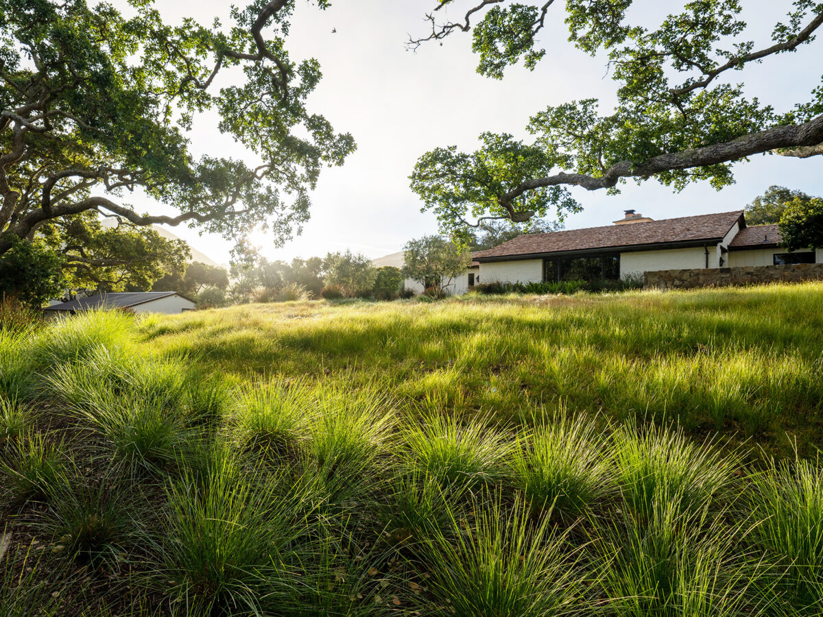 Carmel Ranch Bunch Grasses