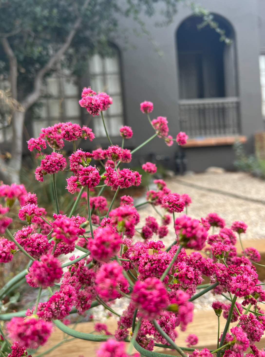 Native Plant with Purple Flowers