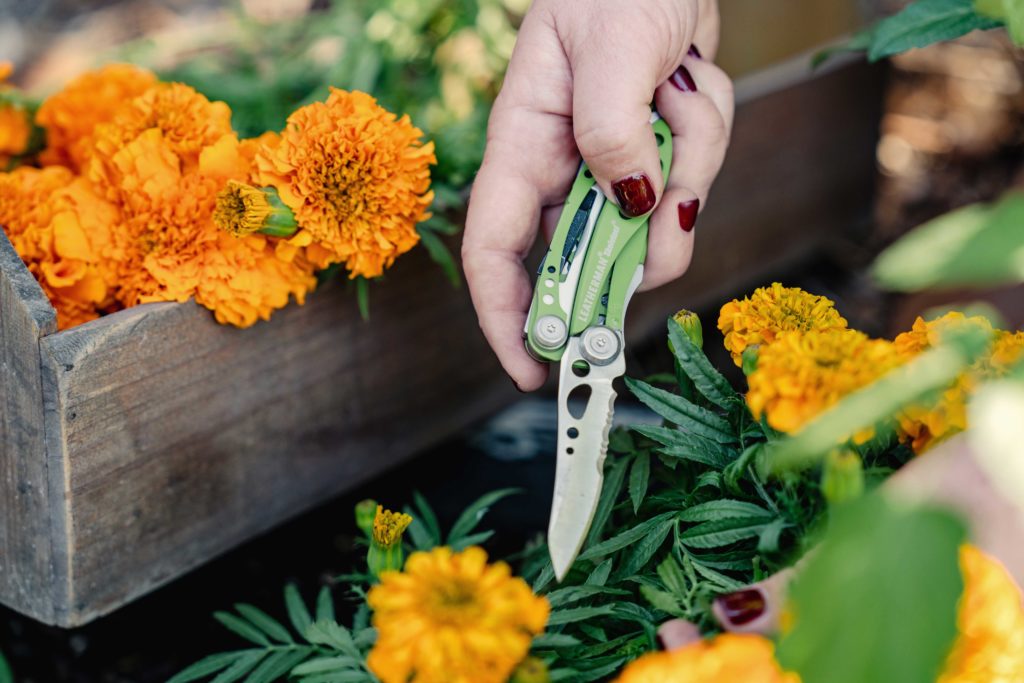 Cutting Flowers