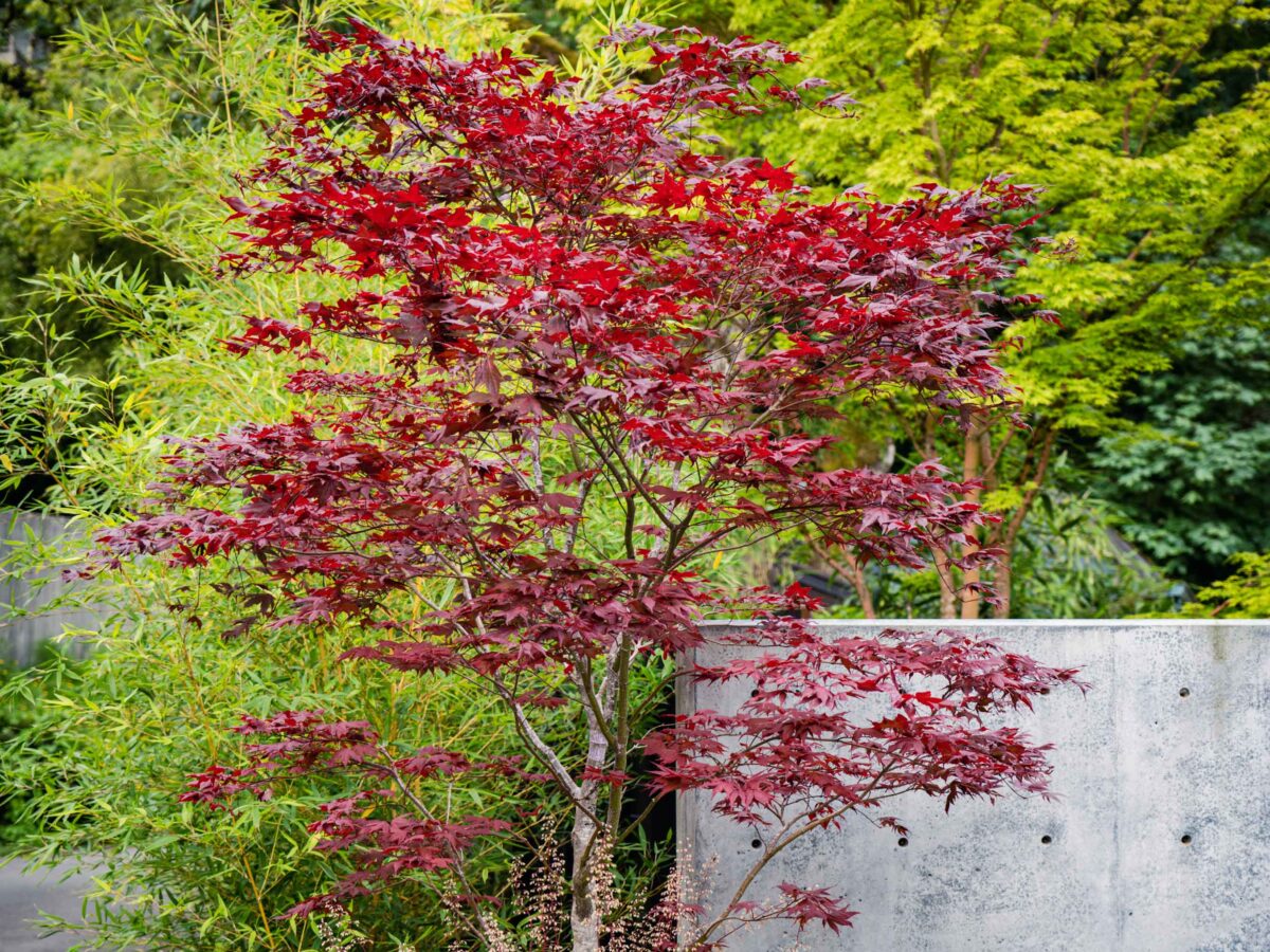 Japanese Maple