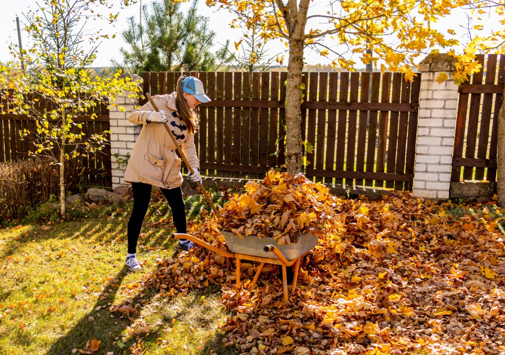 Here’s Why You Shouldn’t Get Rid of Fallen Leaves in Your Garden