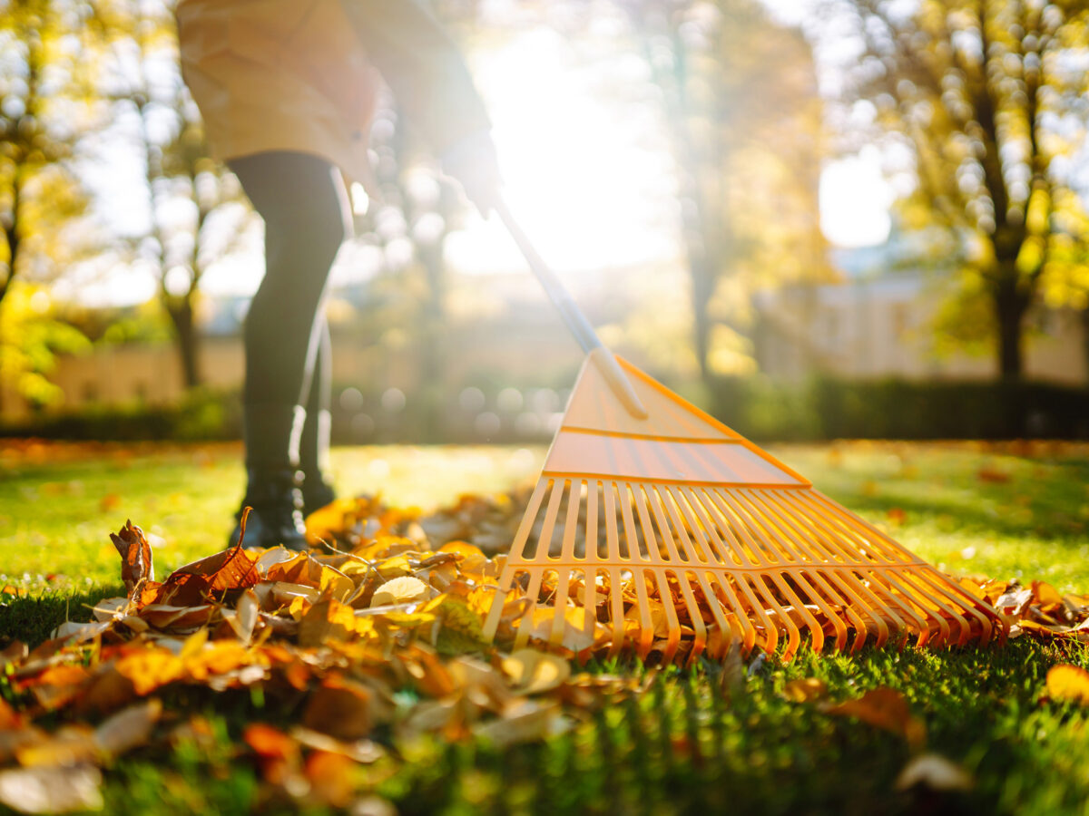 Raking Fall Leaves