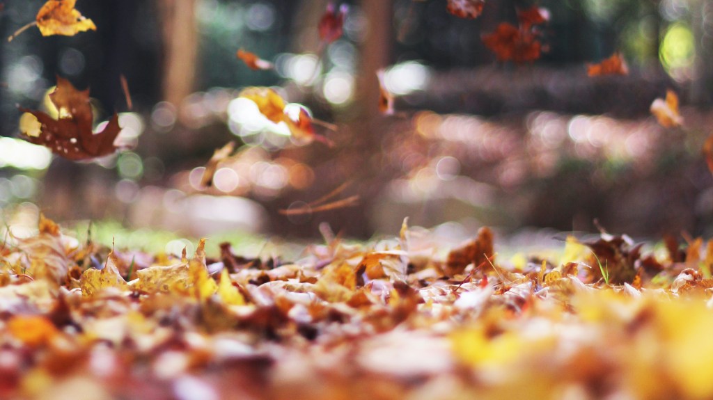 It’s Time to Make the Switch to Electric Lawn Tools—Here’s How to Do It Right