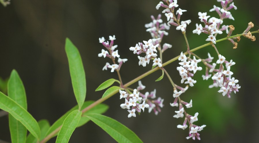 lemon-verbena