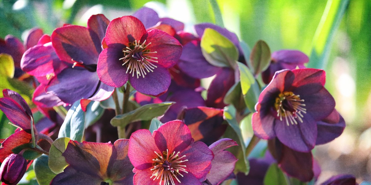 Lenten Roses Hellebores