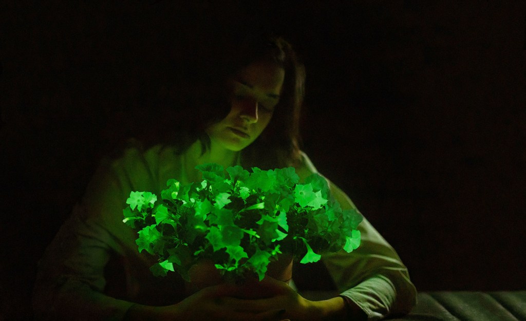 These Plants Literally Glow in the Dark—Just Add Water