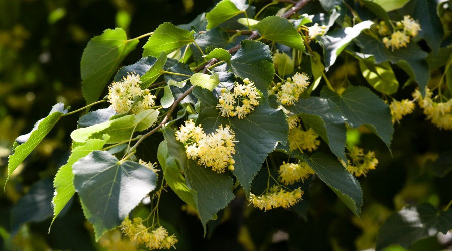 little-leaved-linden