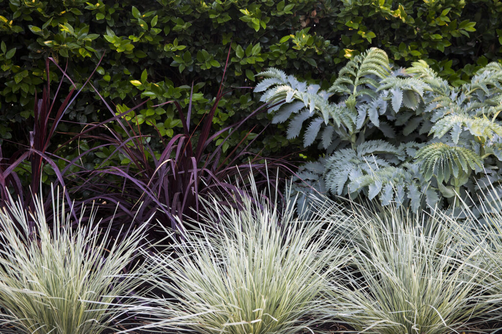 Lomandra Platinum Beauty