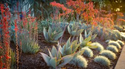 Red Flowers in Landscaping