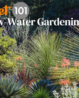 Low Water Gardening