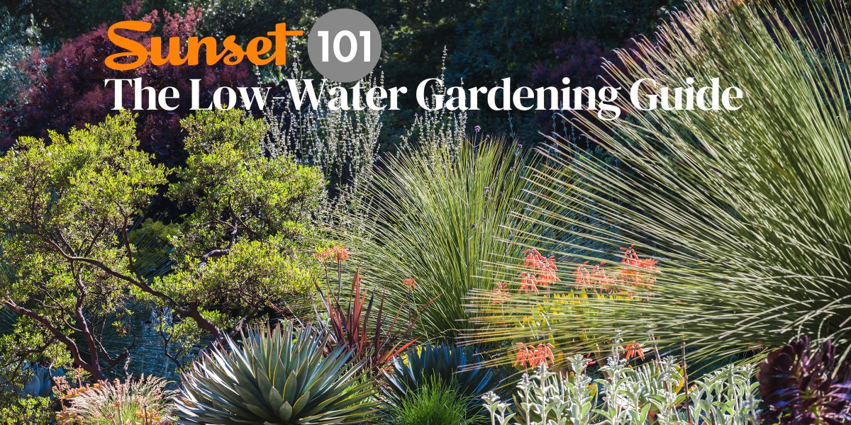 Low Water Gardening