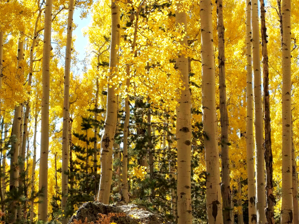 Fall Aspen Loop Trail