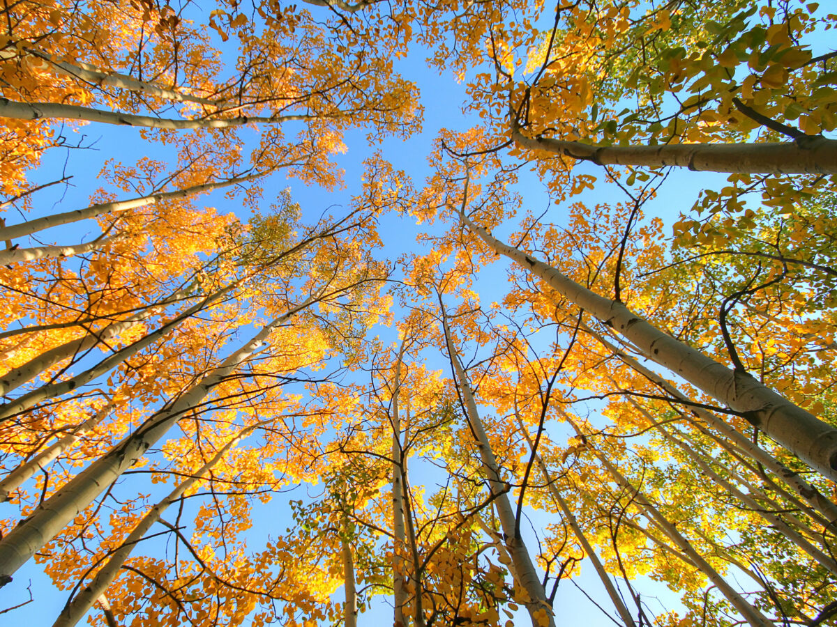 Fall Aspen Trees