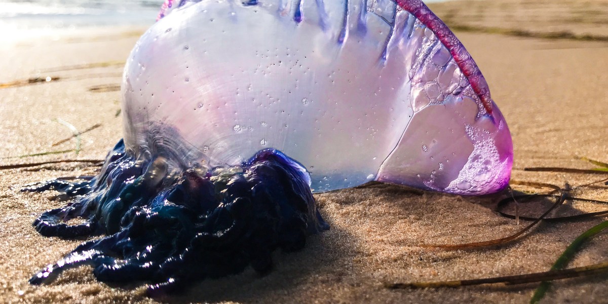 Man-of-War Closeup