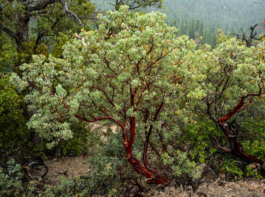 Manzanita Tree Kings Canyon