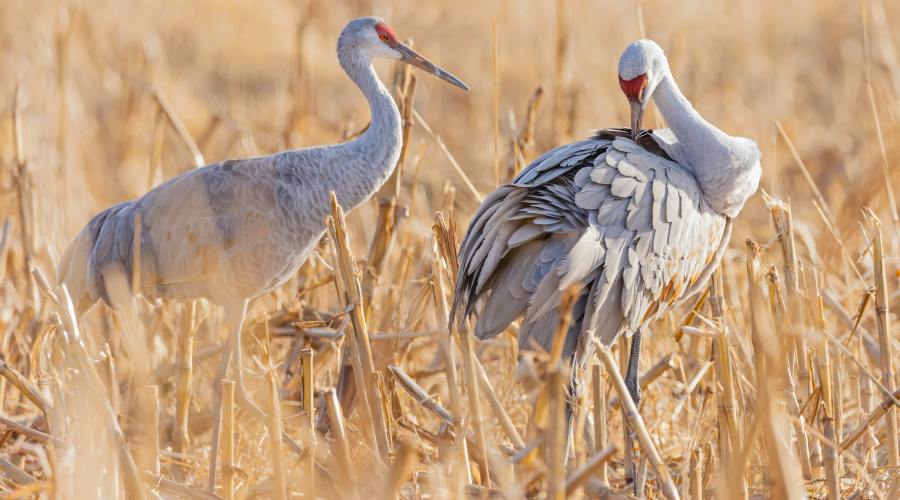 sandhill-cranes-new-mexico-and-california