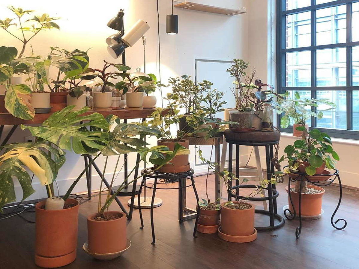 Finally a Grow Light That Can Grow a Monstera and Look Stylish