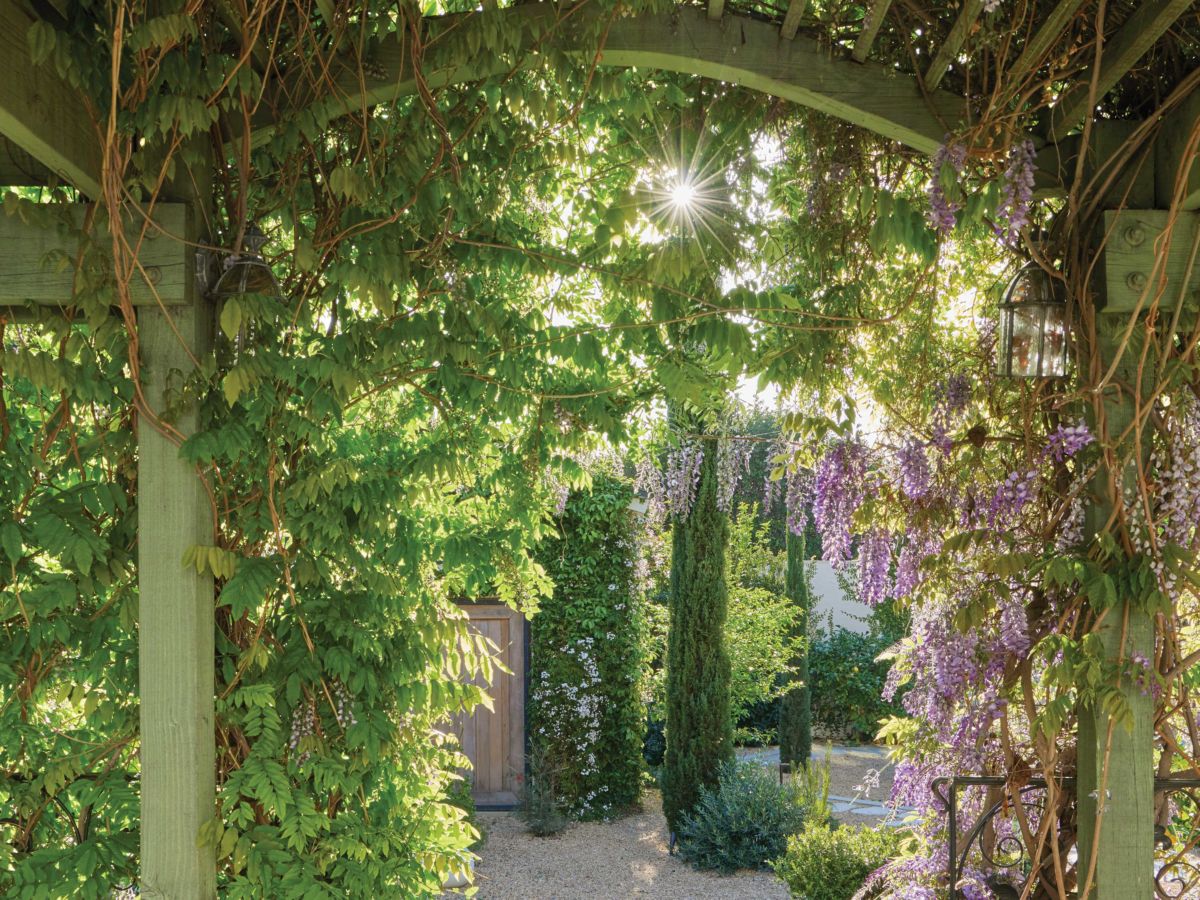 Pergola with Wisteria