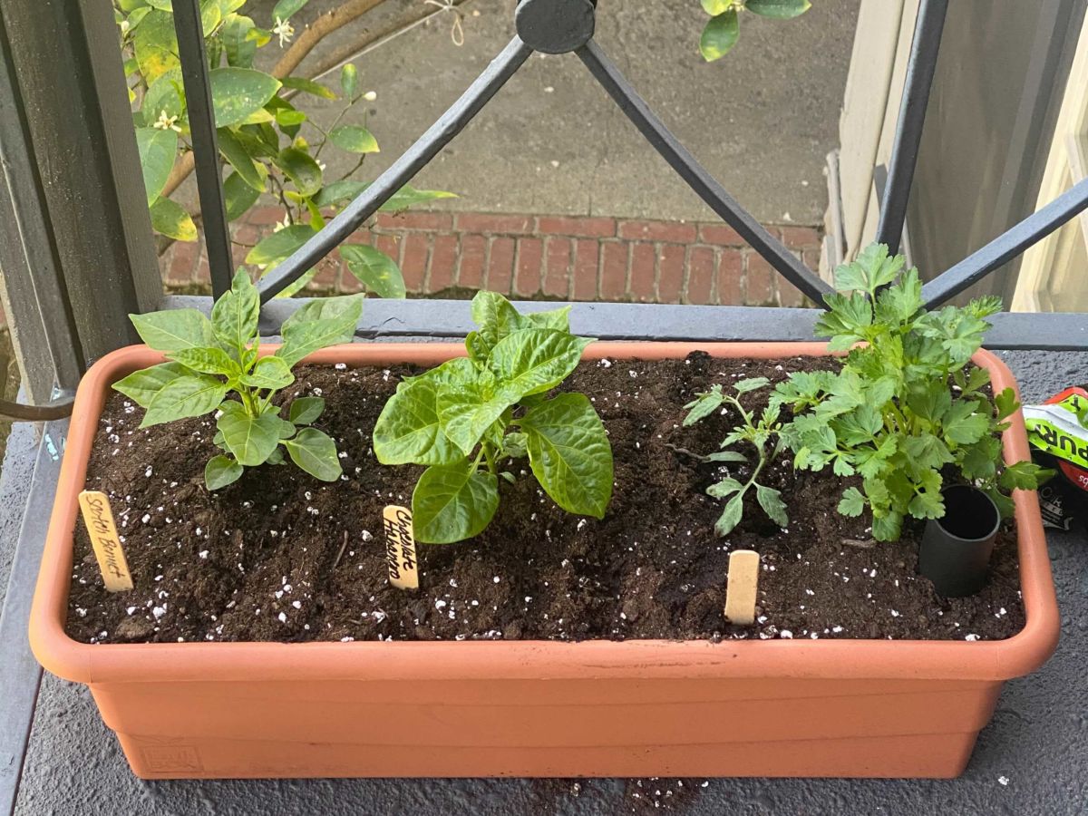 Logan's Gardens Starts