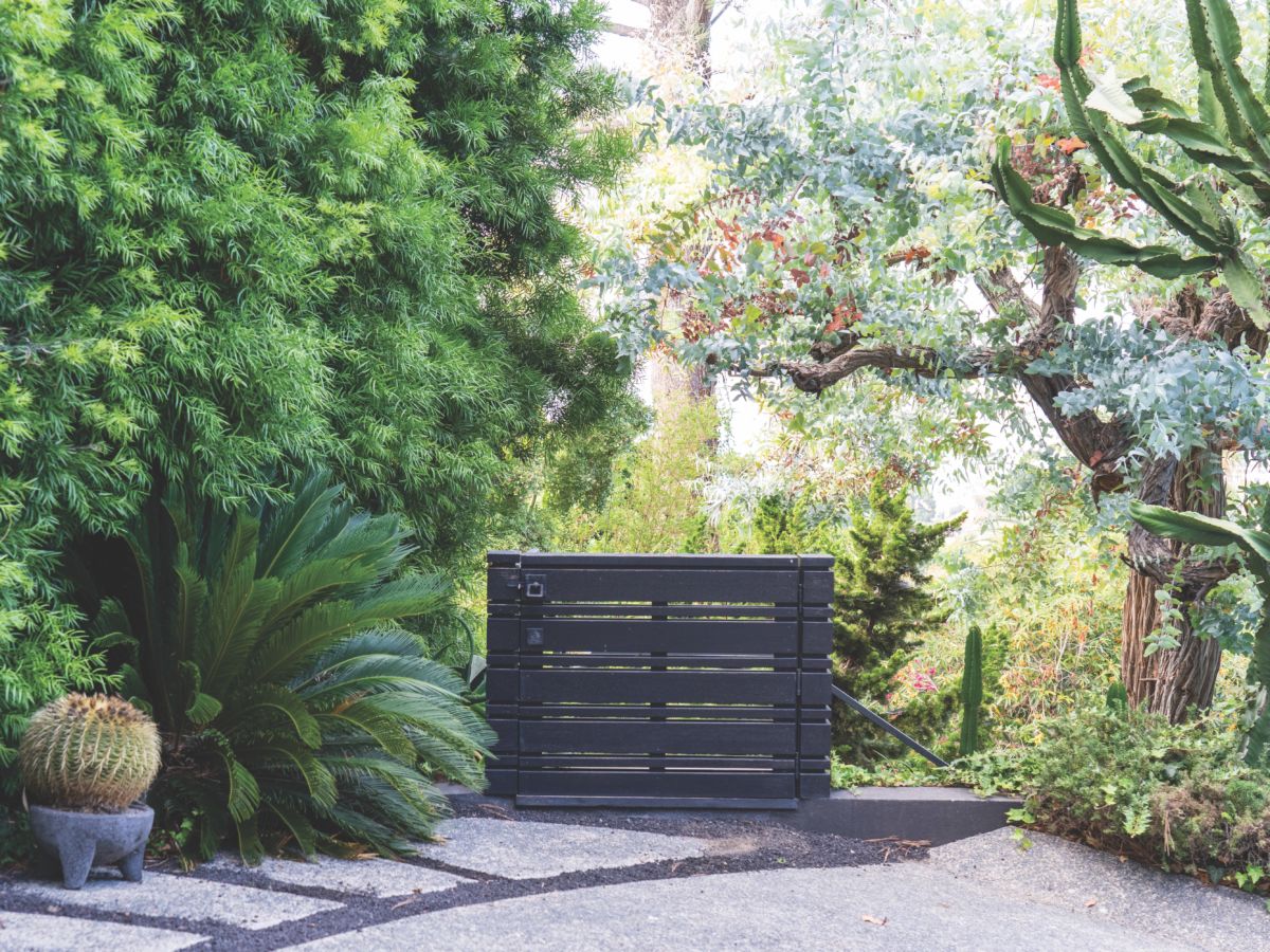 An old silver Eucalyptus cantilevers over the guest entry gate.