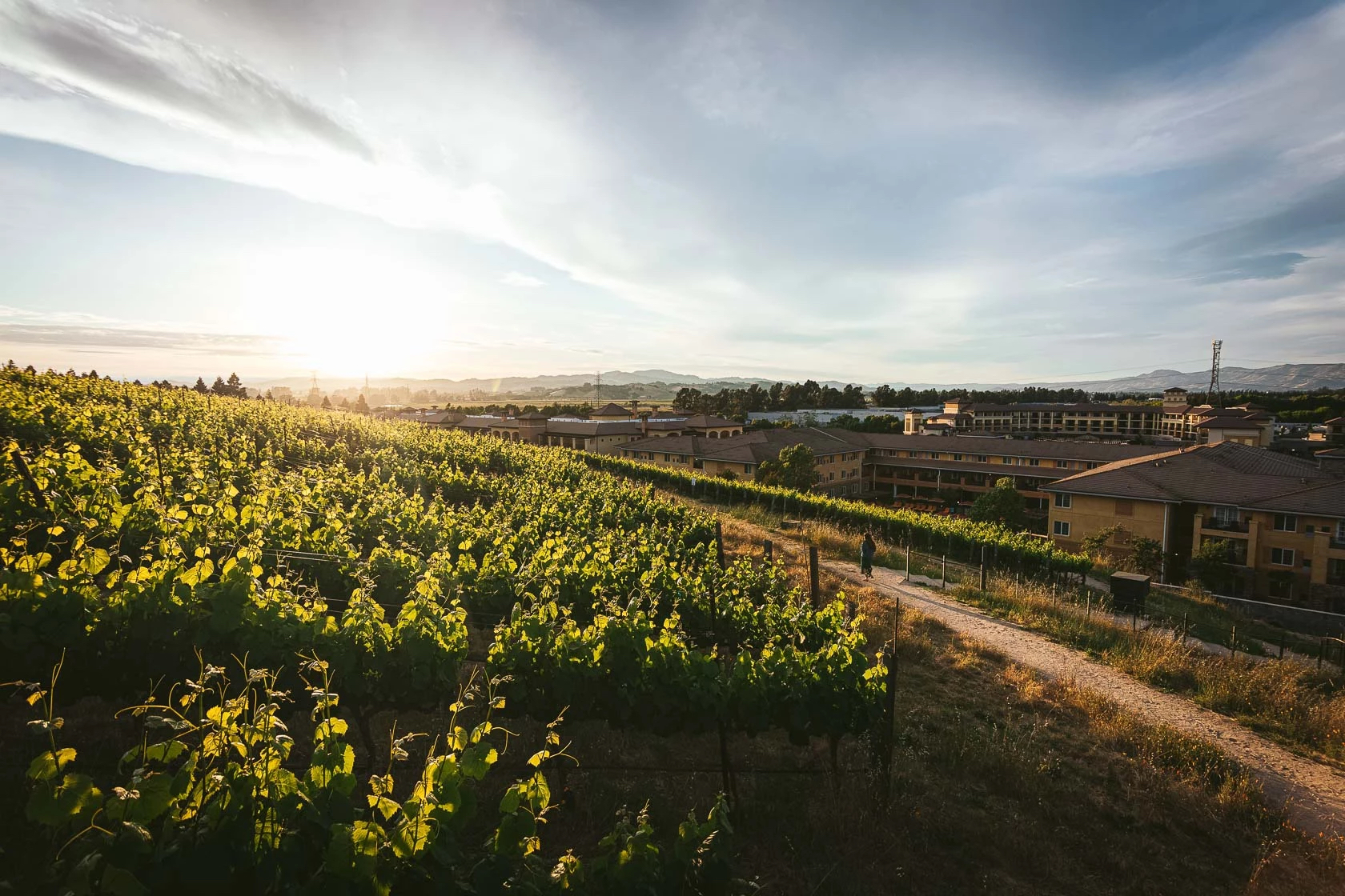 meritage-vineyard-view