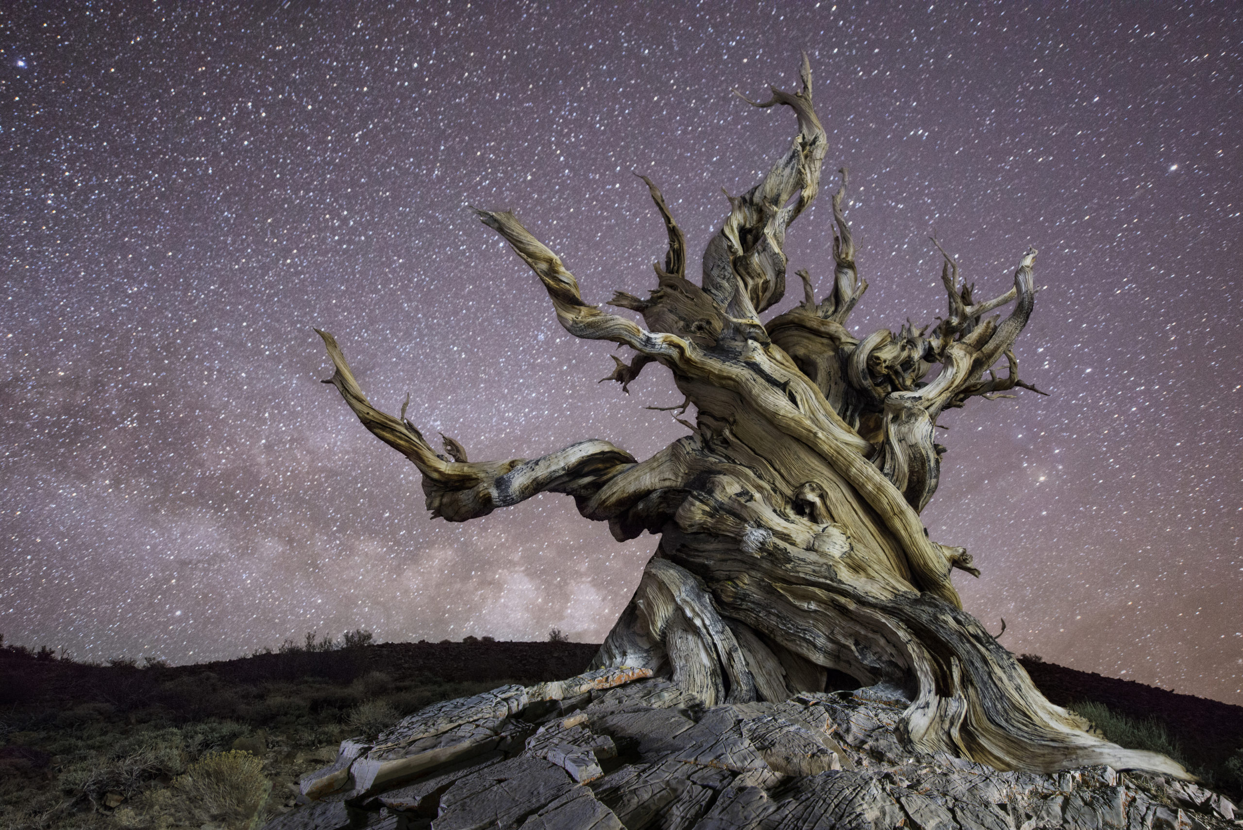 old trees methuselah bristlecone pine