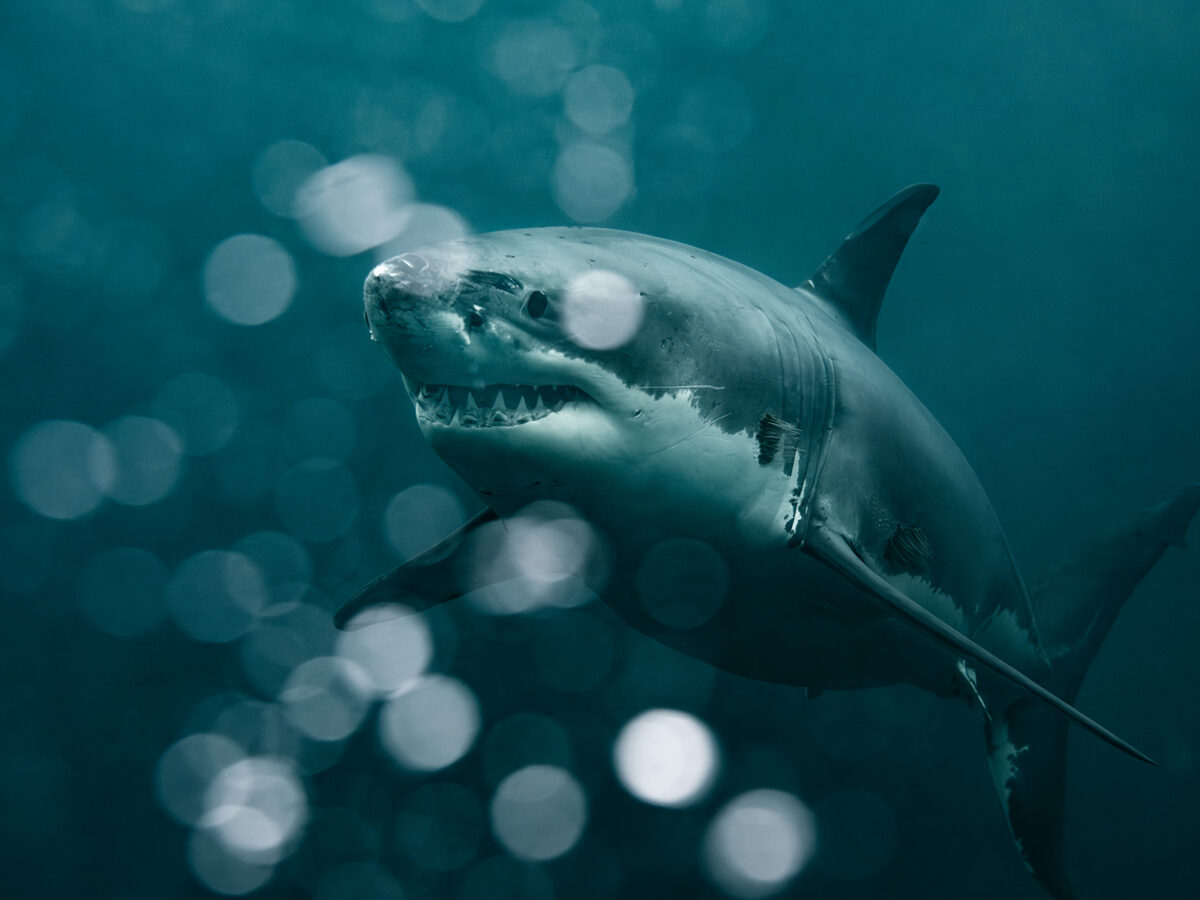 Great White Shark
