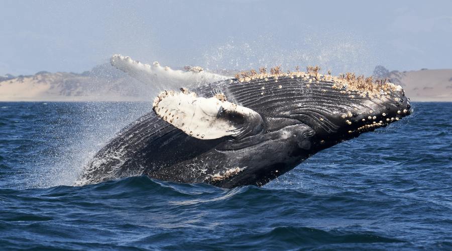 humpback-whales-maui