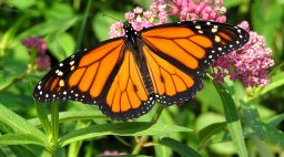 Monarch Butterfly on Flower