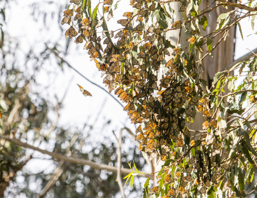Monarch butterflies