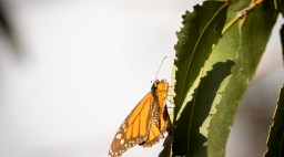 Monarch butterfly