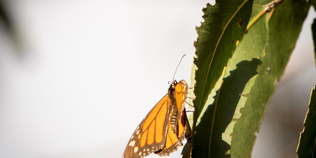 Monarch butterfly