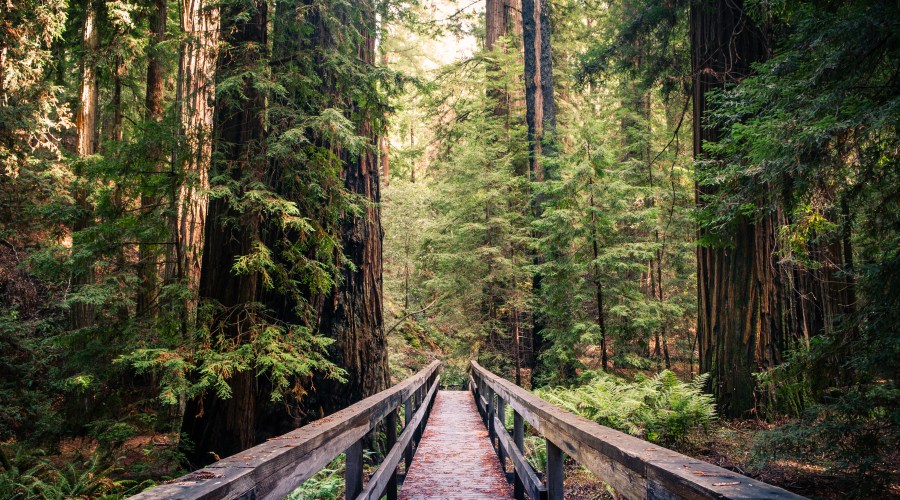 roam-through-mendocino-countys-redwoods