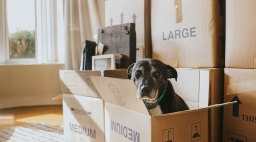 Moving Boxes and Dog