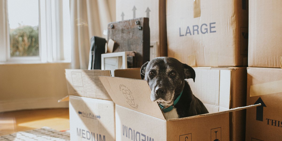 Moving Boxes and Dog