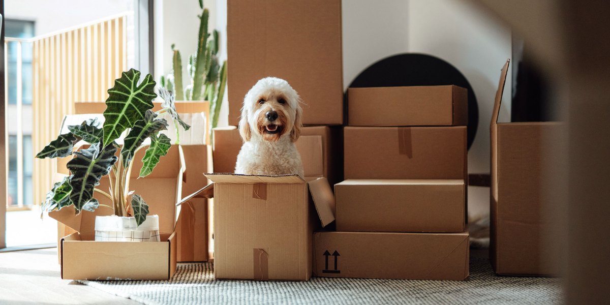 Moving Boxes Dog