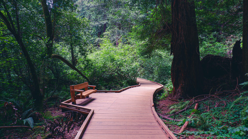 Muir Woods