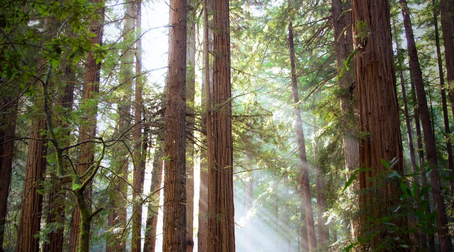 muir-woods-national-monument-ca