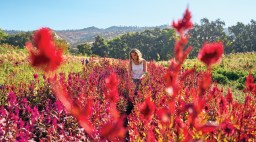 Muller Harvesting Flowers Full Belly Farm