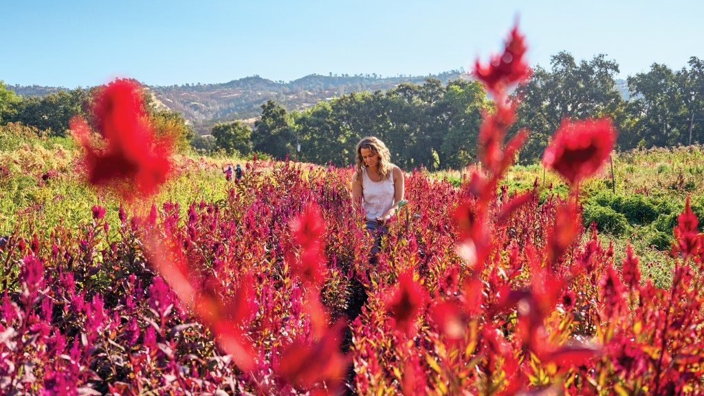 You’ve Never Seen Flowers as Beautiful as the Ones at This Epic Northern California Farm