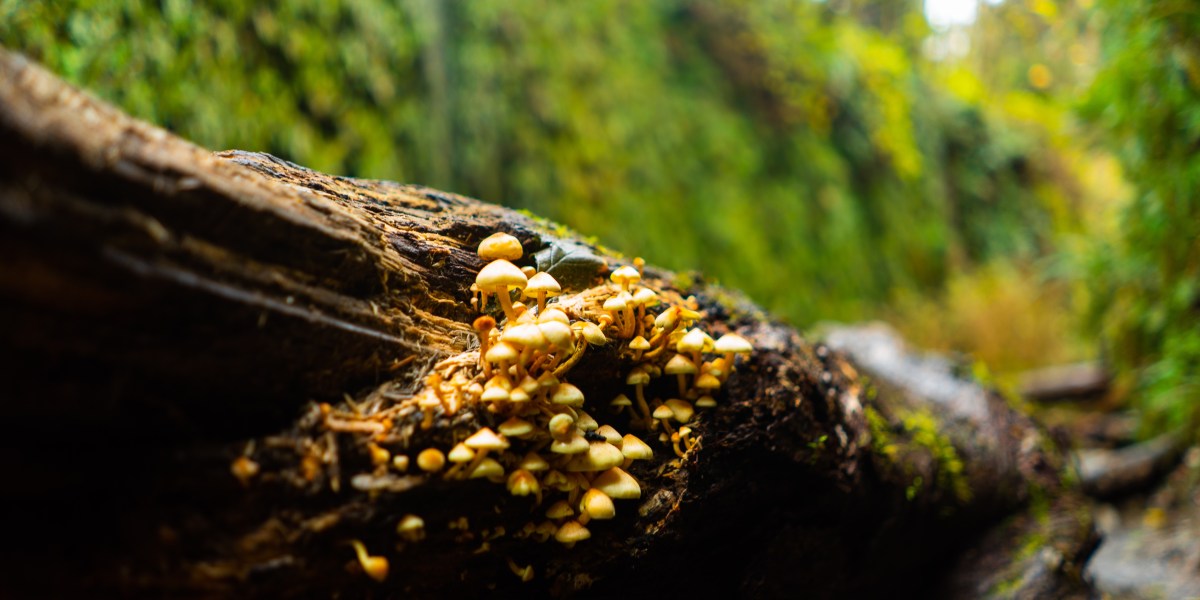 Mushrooms on a Log in Fern Gully in California