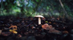 Single Mushroom Growing in Sacramento