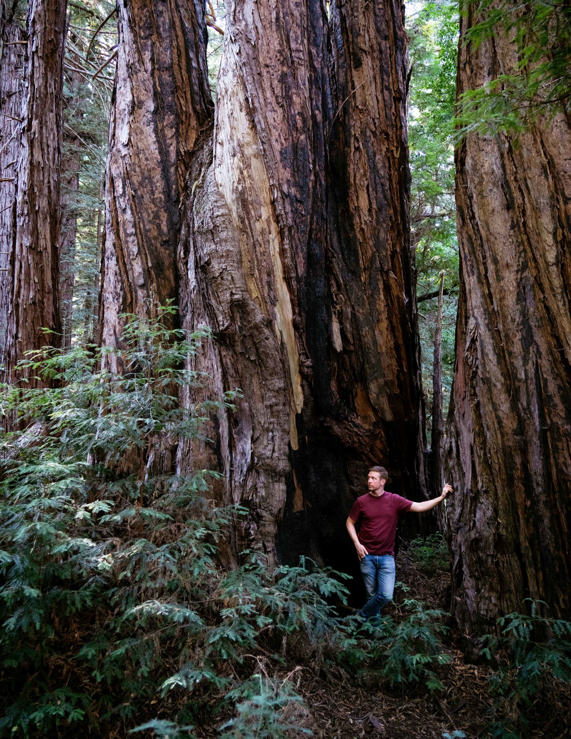 Chef Jonny Black among the Redwoods