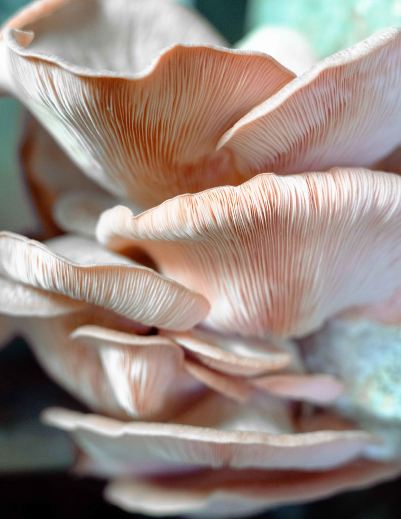 Closeup on Gills