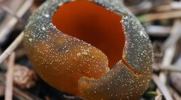 Mushroom Close-Up
