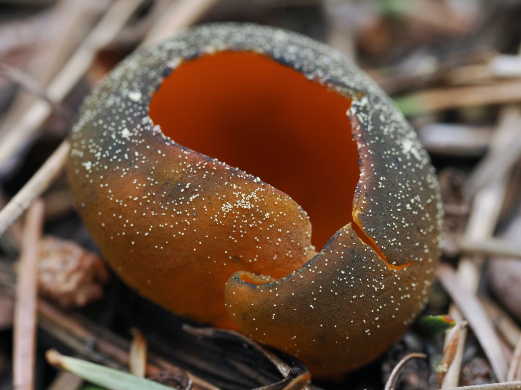 Could Mushrooms Be the Answer to Curing Toxic Soil Health Post-Wildfires?