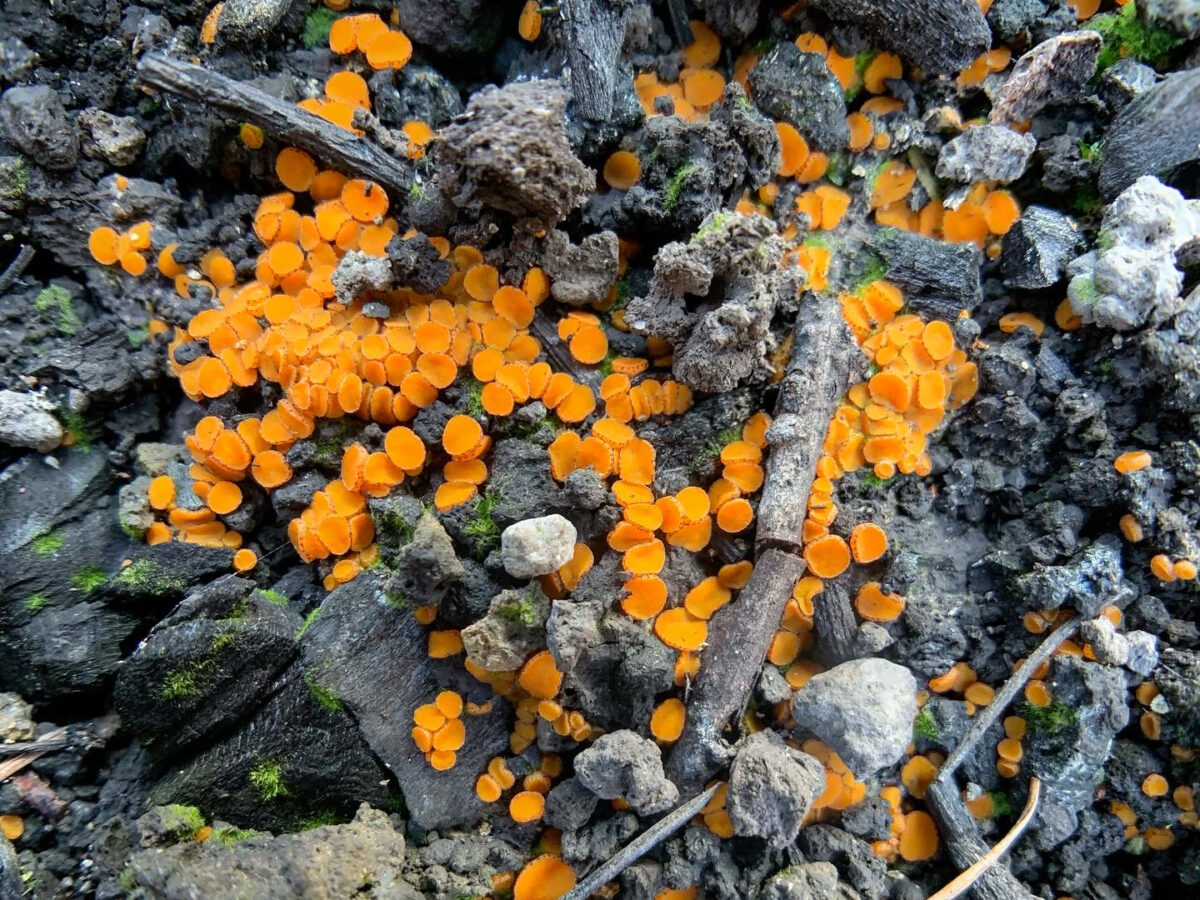 Mushrooms on Forest Floor