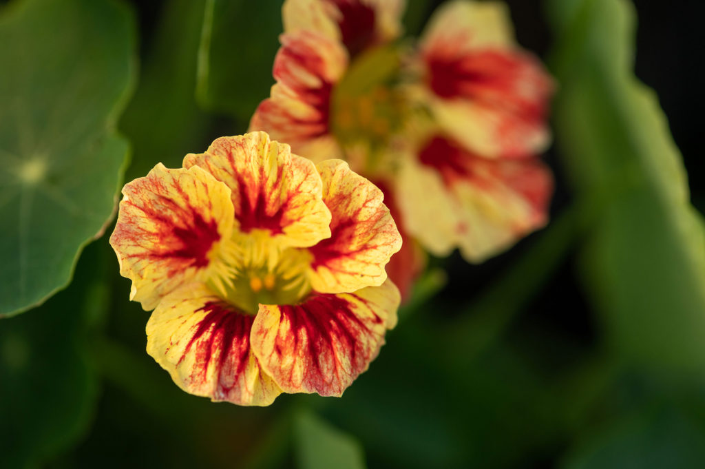 Nasturtium