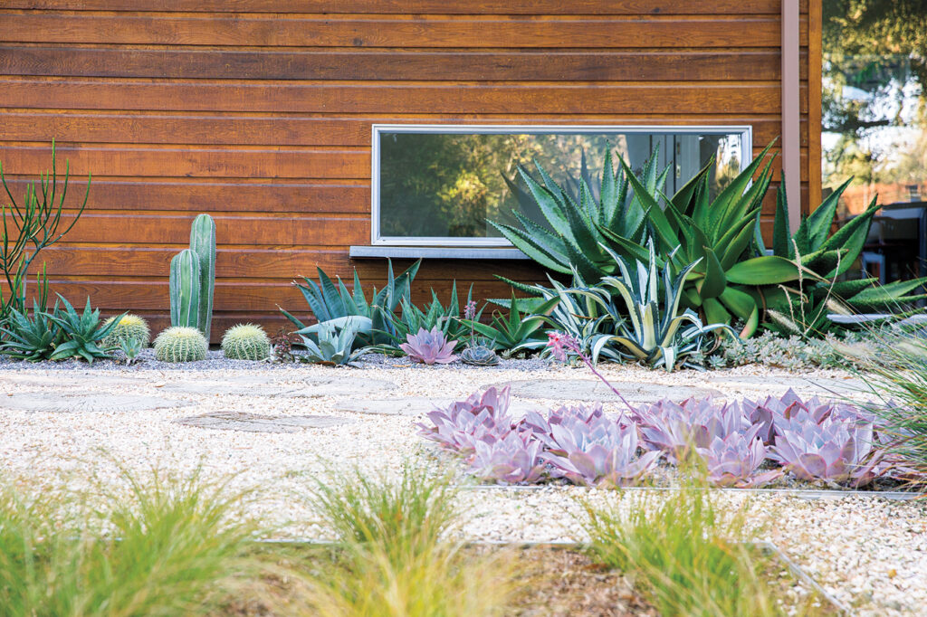 Native Drought Tolerant Plants