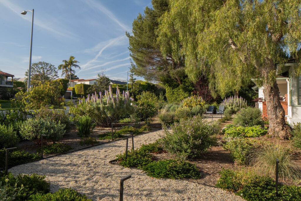Native Garden Front Yard Wild Canyon Landscapes